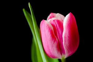 tulipán, ako si pamätať mená, dar pre ženu, ružový kvet, krásny pamätať mená Ako si zapamätať meno ženy pri zoznámení, aby si nevyzeral ako blbec? tulip 328428 640 300x200