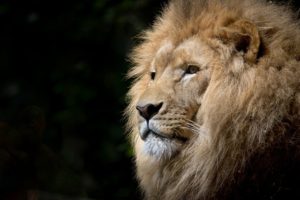 alfa samec - buď rozhodný  alfa samec Si falošný alfa samec? 6 tipov, ako sa tomu vyhnúť lion wild africa african 300x200