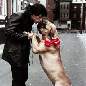Sylvester Stallone a jeho milovaný pes sylvester stallone Sylvester Stallone &#8211; jeho príbeh ti určite zvýši charizmu a príťažlivosť so psom emot  vna 300x300