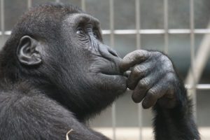 zmyslená opica  sexuálne obrazy Sexuálne obrazy: Ako byť potenciálny milenec od prvého zoznámenia primate 1019101 640 300x200